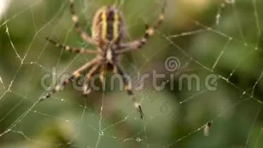 黄蜂蜘蛛阿乔普布伦吉。 有黄色条纹的球体-网状昆虫，网状图案。 草地背景，宏观视野，水平视野
